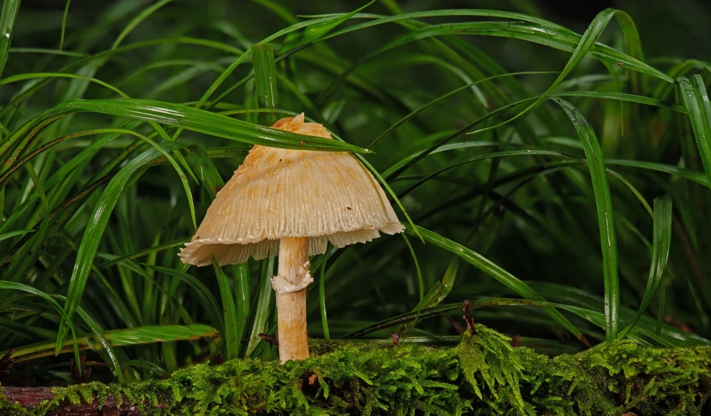 Дикий лесной гриб в траве