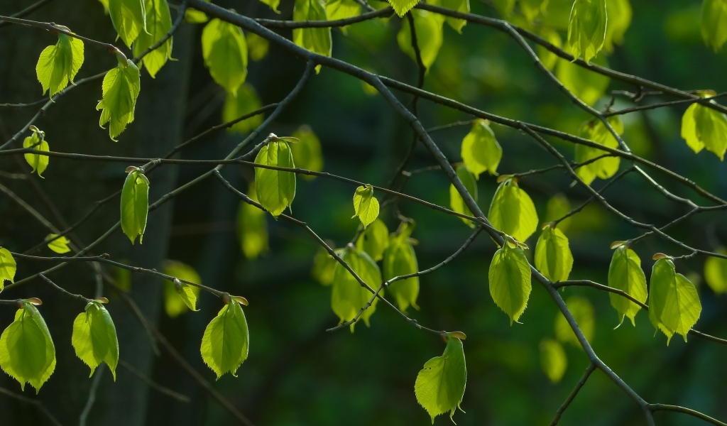 Зеленые листья на ветках березы весной