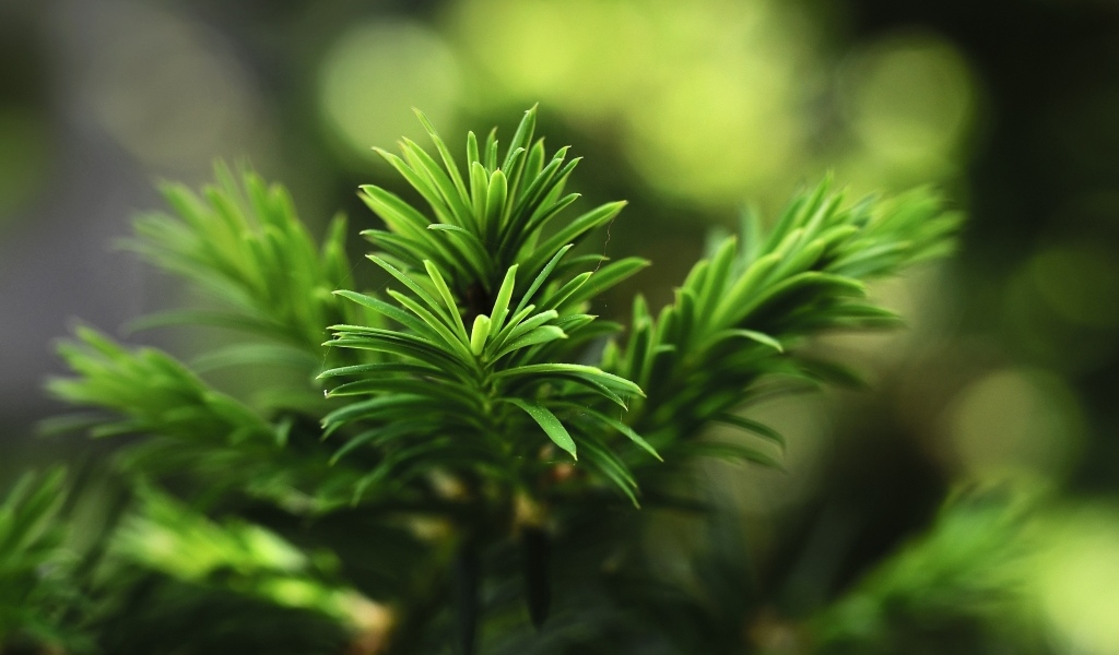 Нежная зеленая ветка молодой ели