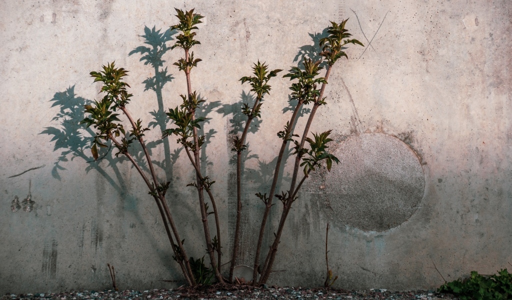 Молодое дерево пробивается у бетонной стены