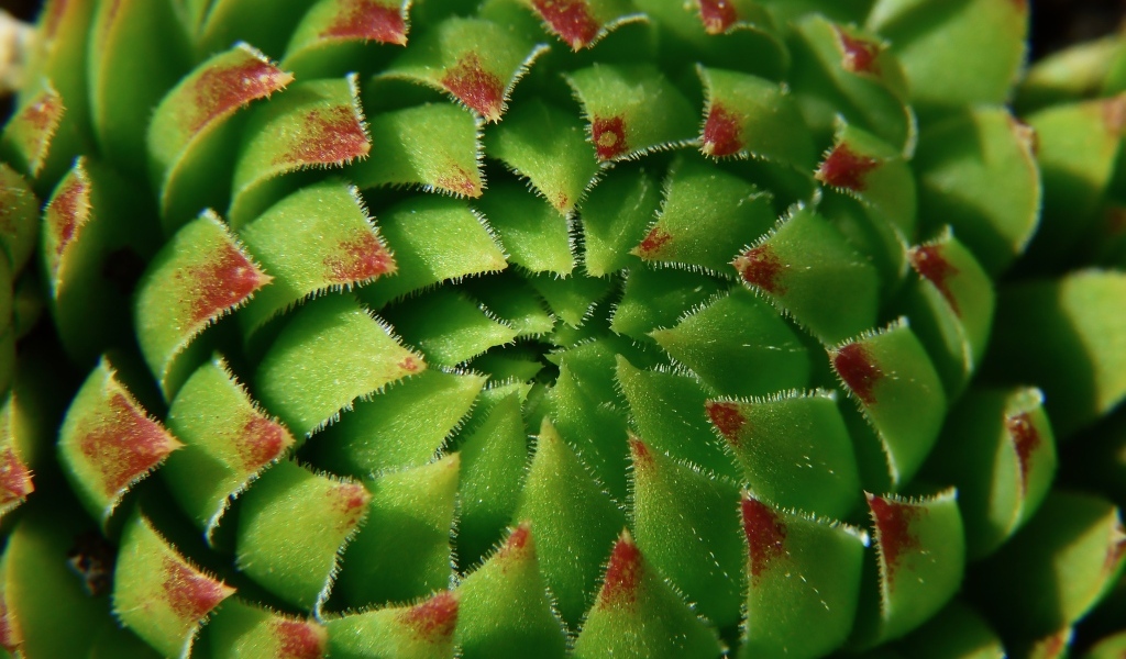 Красивый зеленый артишок крупным планом