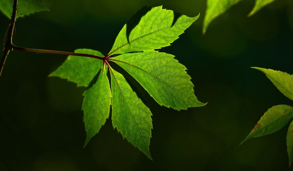 Красивый зеленый лист декоративного винограда