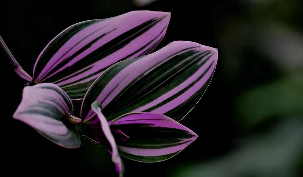 Красивые листья комнатного растения