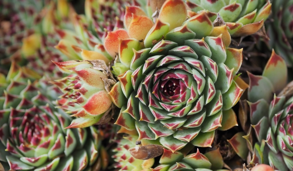 Красивое растение молодило