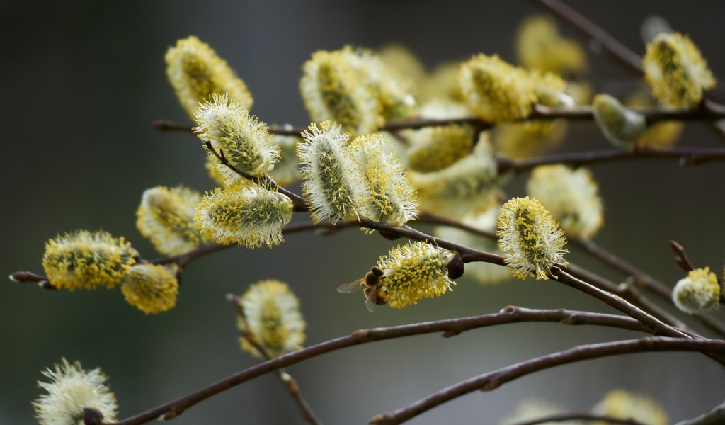 Красивые молодые ветки вербы весной