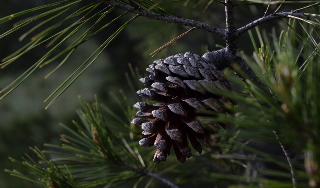 Большая черная шишка на ветке сосны