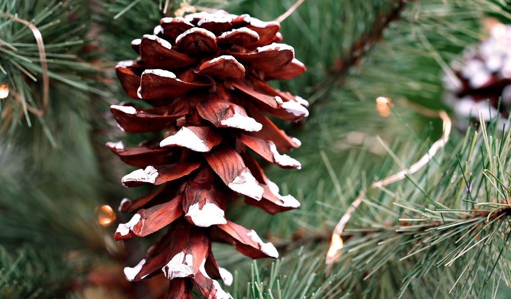 Большая коричневая шишка на еловой ветке