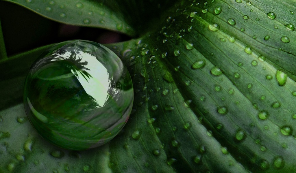 Большая капля на зеленом листке