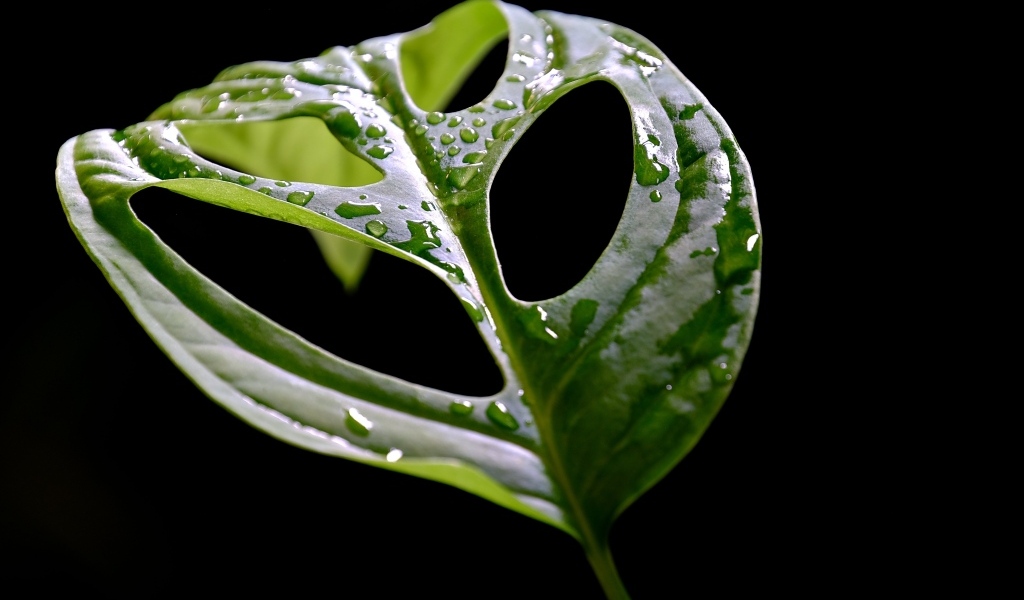 Большой мокрый зеленый лист на черном фоне