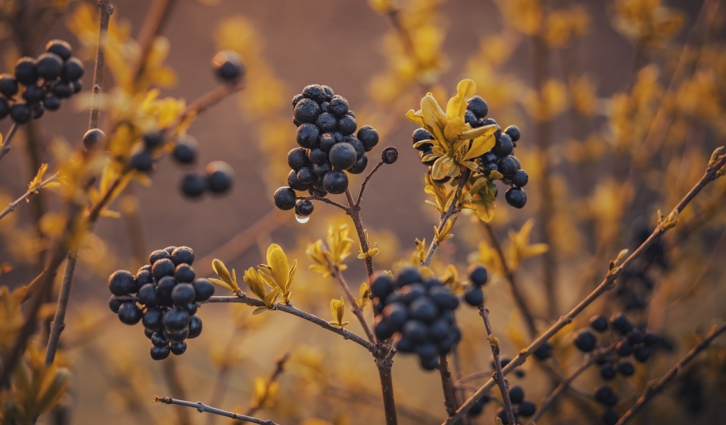 Черные ягоды на кусте