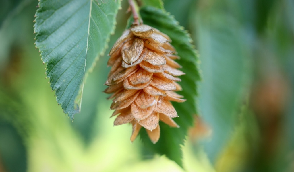 Шишка на ветке крупным планом