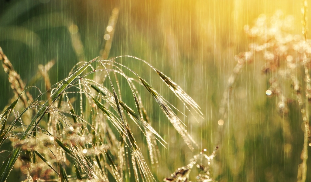 Колосья травы под дождем летом