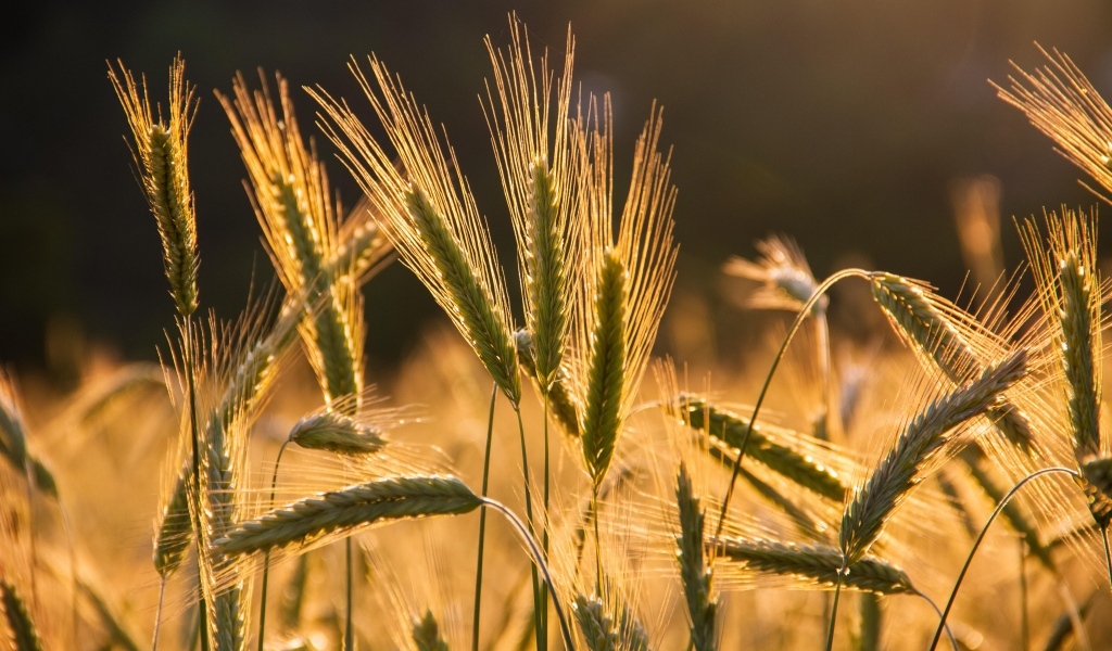 Колосья пшеницы в лучах солнца на поле