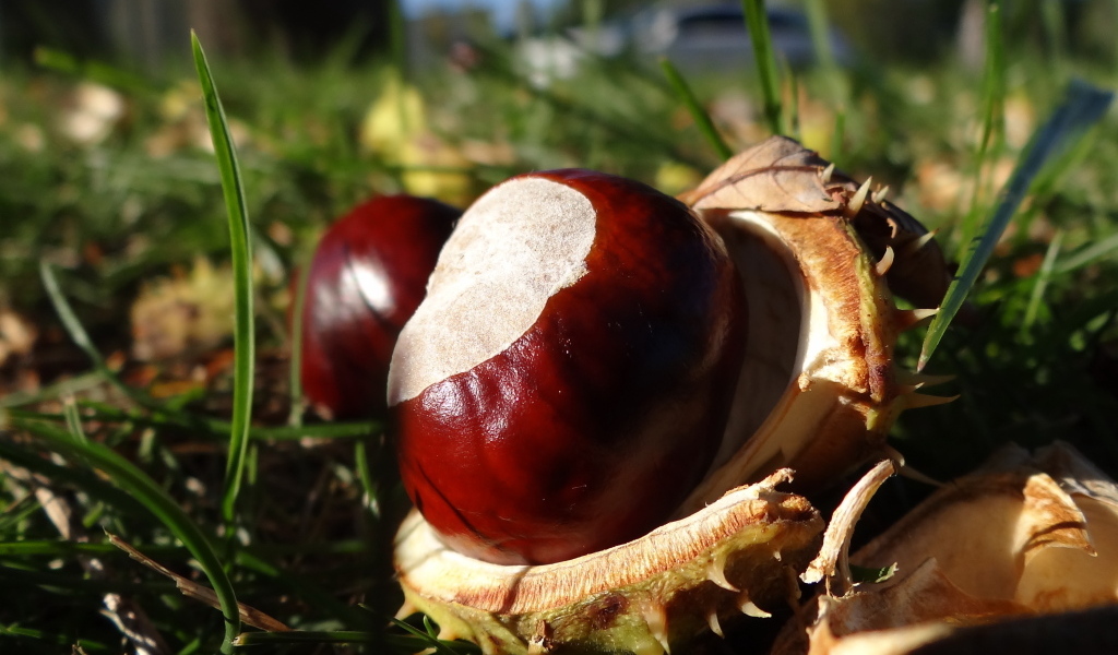 Опавшие каштаны лежат на траве