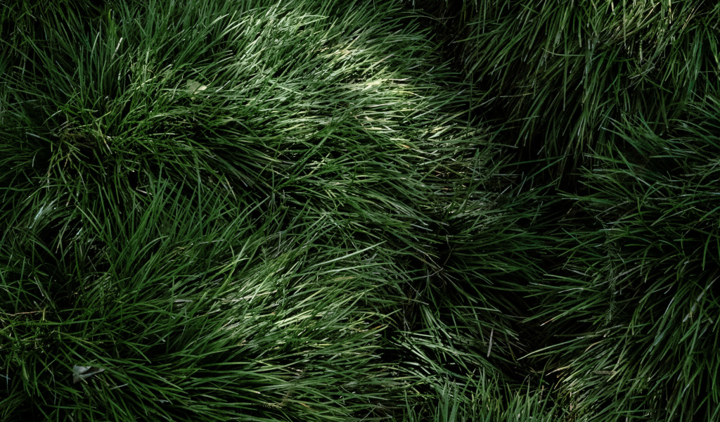 Пушистая зеленая трава крупным планом