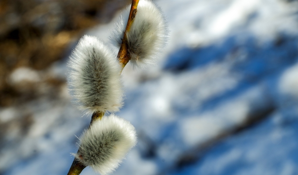 Пушистая веточка вербы крупным планом