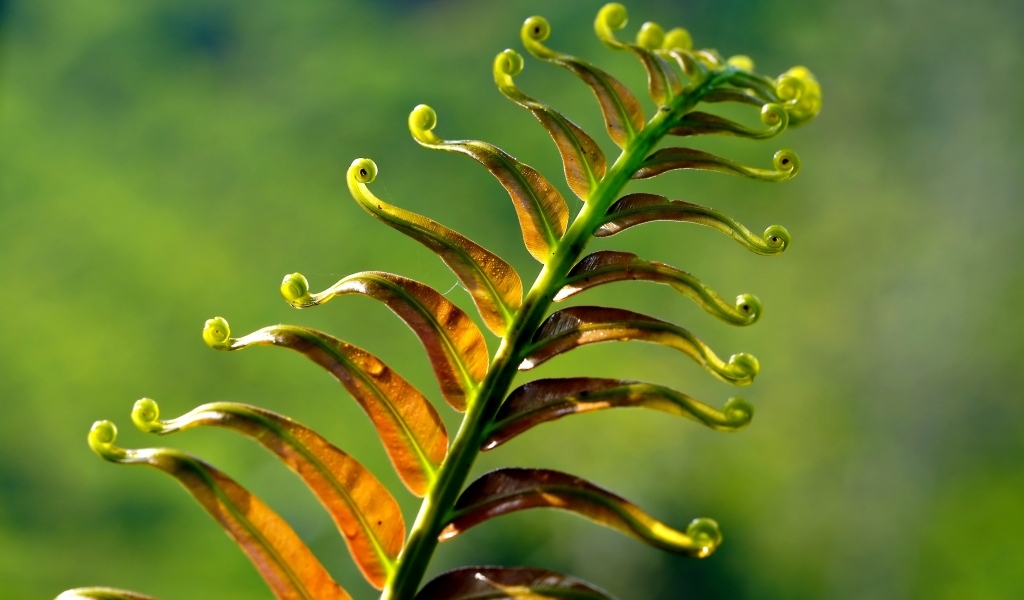 Зеленый лист папоротника крупным планом