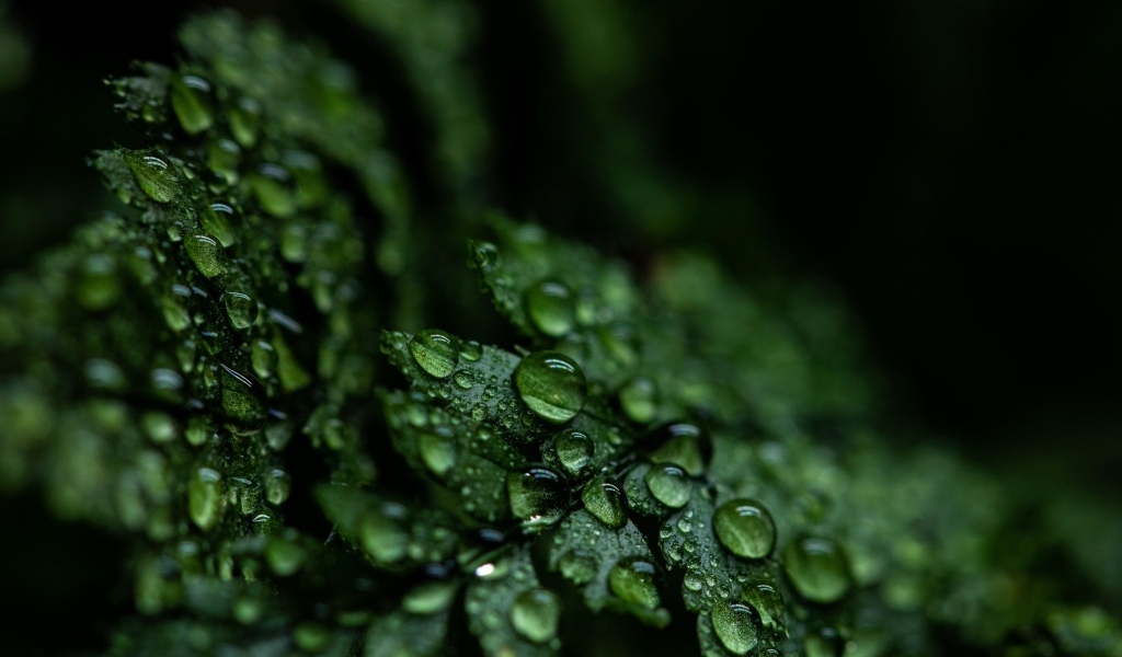 Зеленые листья папоротника в каплях росы крупным планом