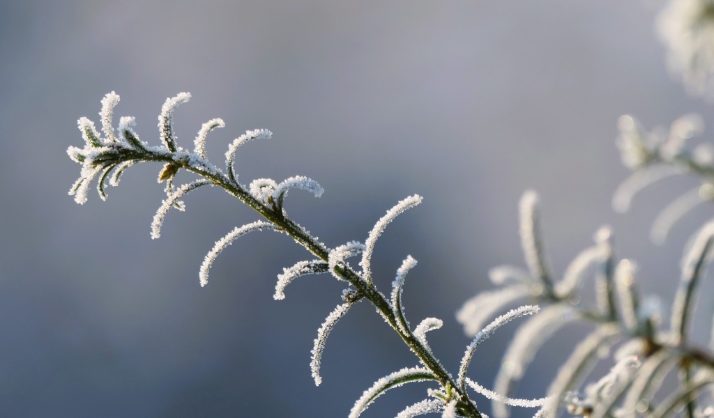 Зеленая трава покрыта инеем крупным планом