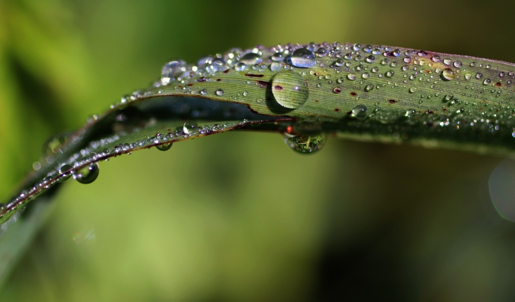 Зеленая трава в каплях дождя