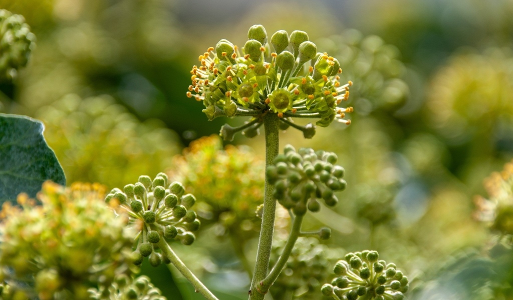 Зеленое растение борщевик