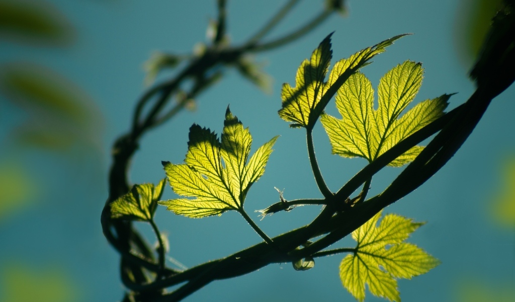 Зеленые листья хмеля в лучах солнца