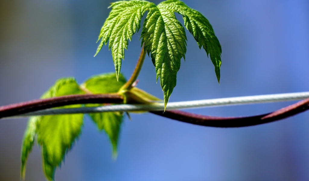 Зеленые листья хмеля на лозе