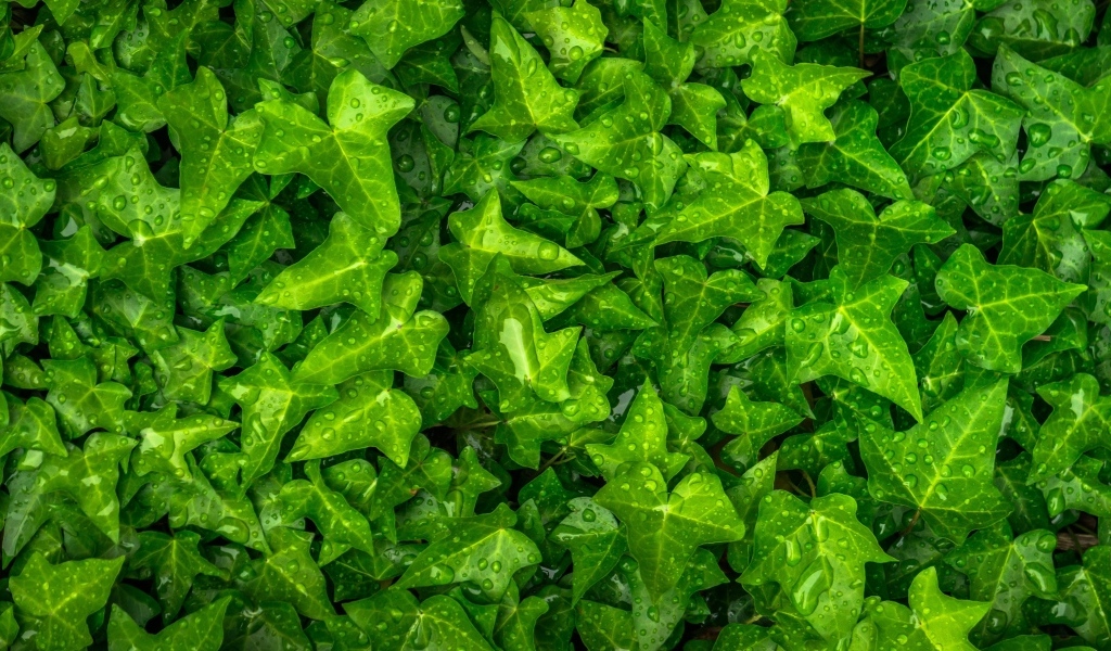 Зеленые листья плюща в каплях воды
