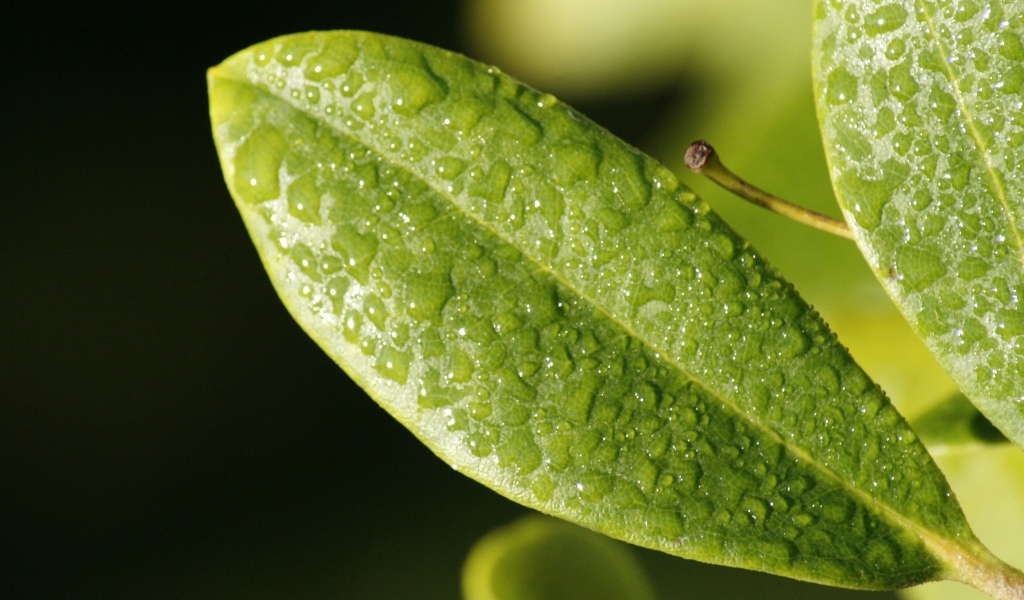 Зеленый лист растения в каплях воды крупным планом