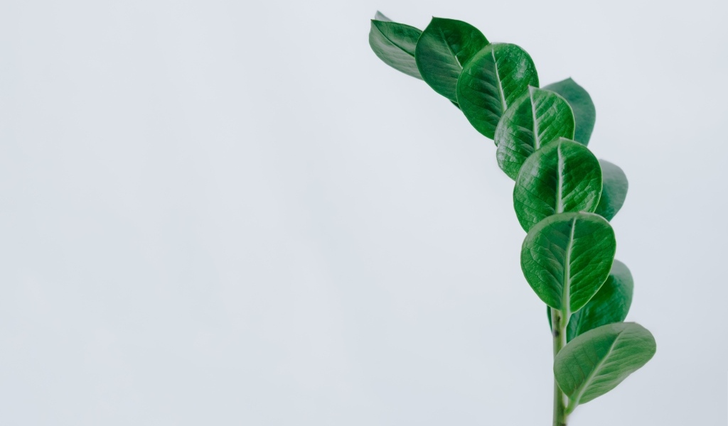 Зеленый лист цветка на сером фоне