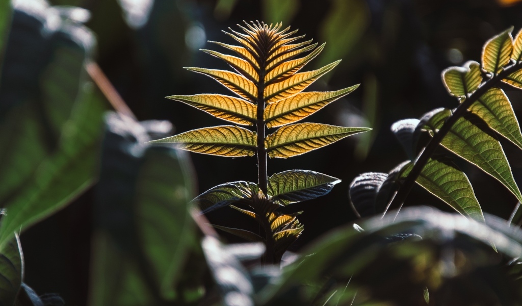 Зеленые листья в лучах солнца 