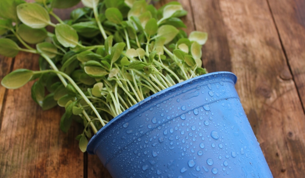 Зеленое растение в голубом горшке