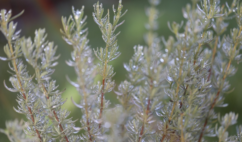 Зеленые листья розмарина в каплях росы