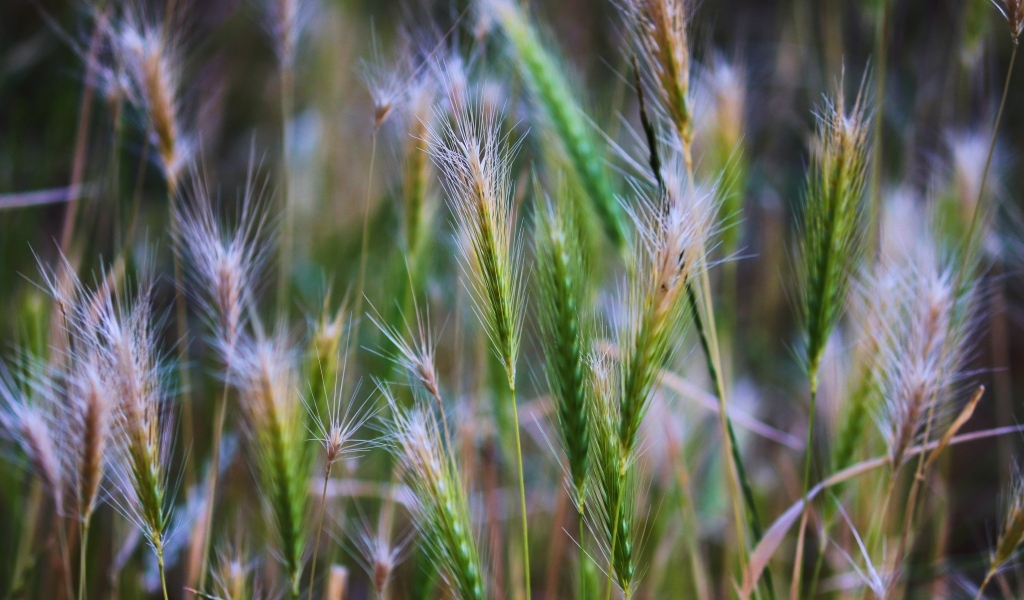 Зеленые колоски крупным планом