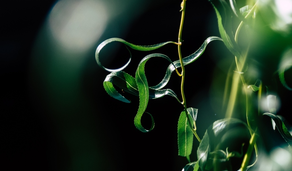 Зеленые листья вербы на тонких ветках