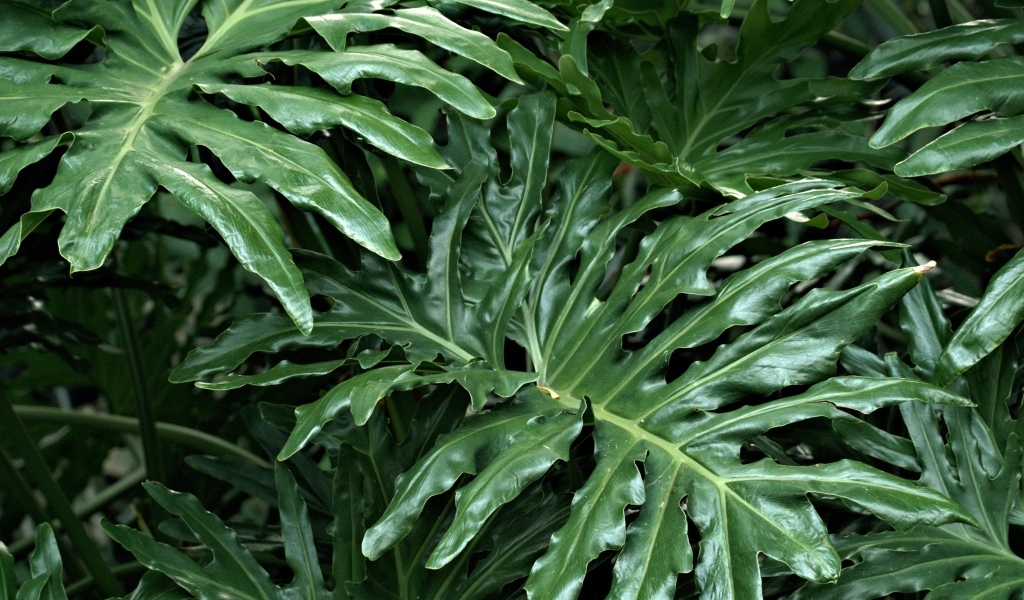 Большие зеленые листья растения филодендрон