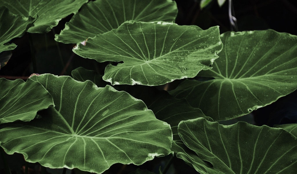 Большие зеленые листья растения крупным планом