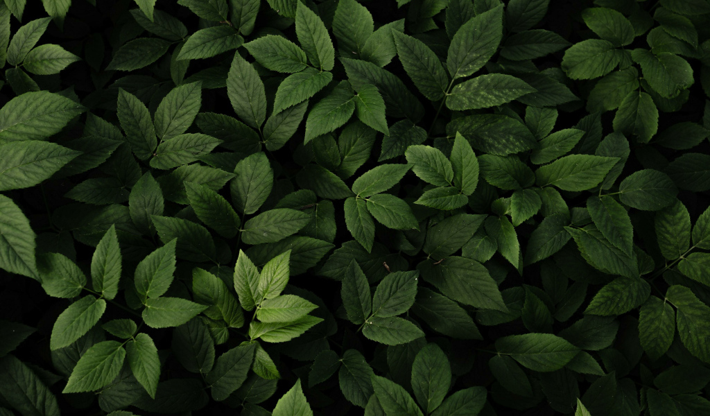 Много зеленых листьев крупным планом