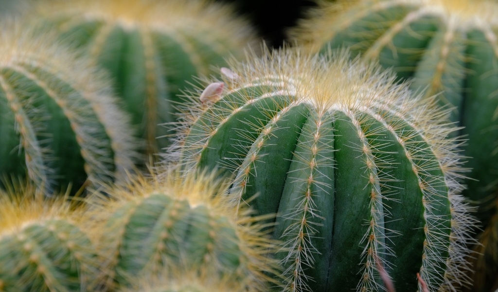 Много зеленых колючих кактусов
