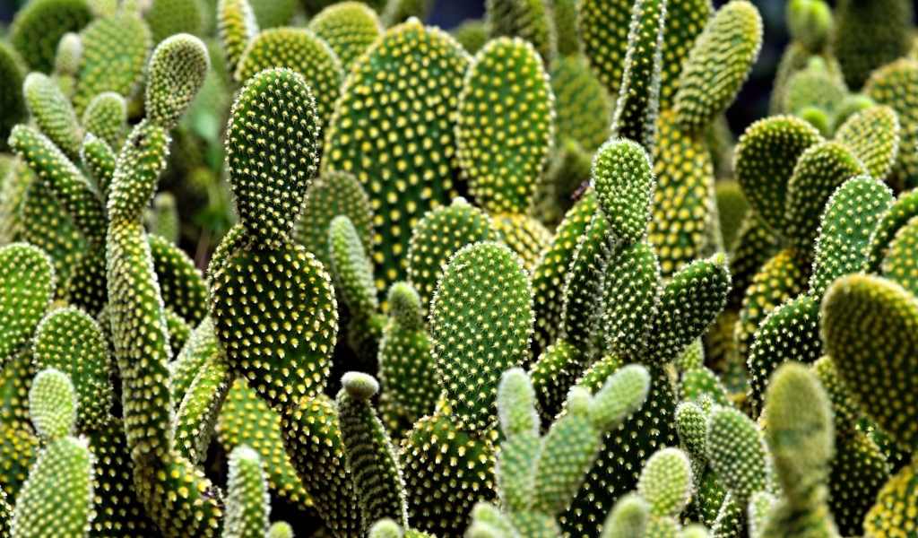 Много колючих тропических кактусов