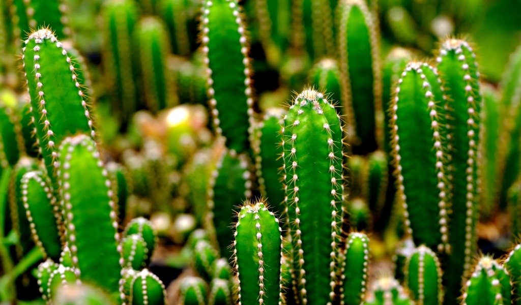 Много колючих зеленых кактусов