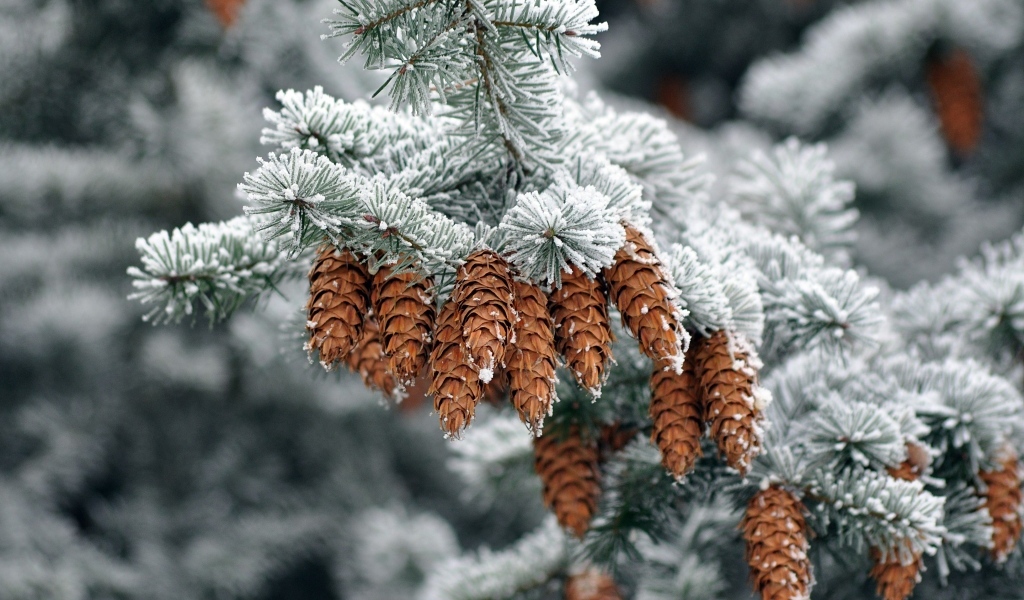 Много шишек на еловой ветке зимой