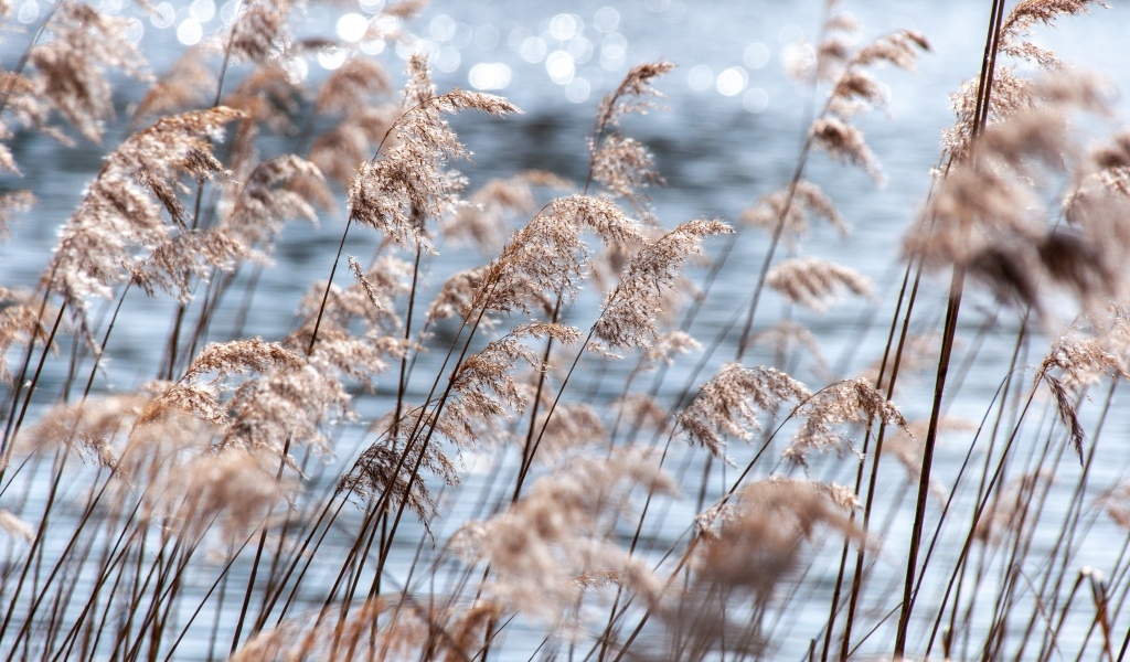Пампасная трава растет у воды