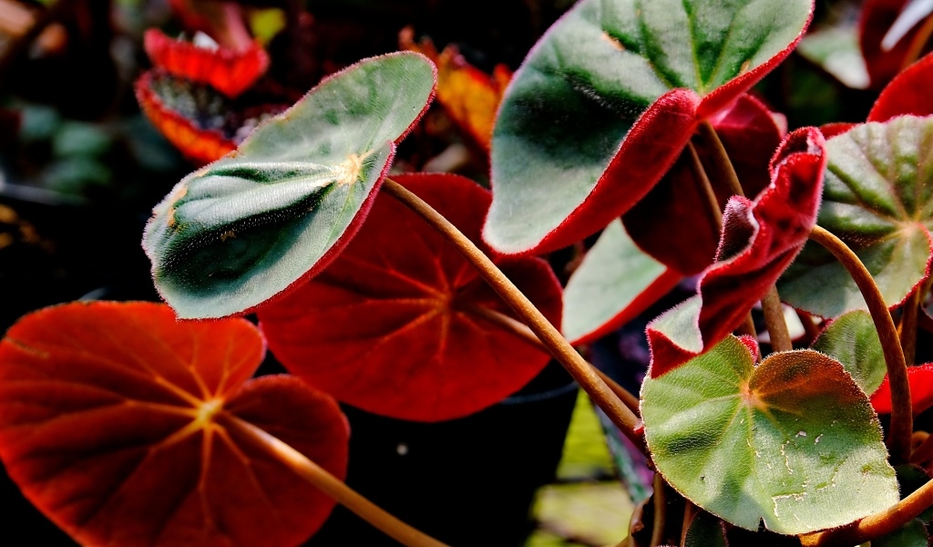 Красные листья бегонии крупным планом