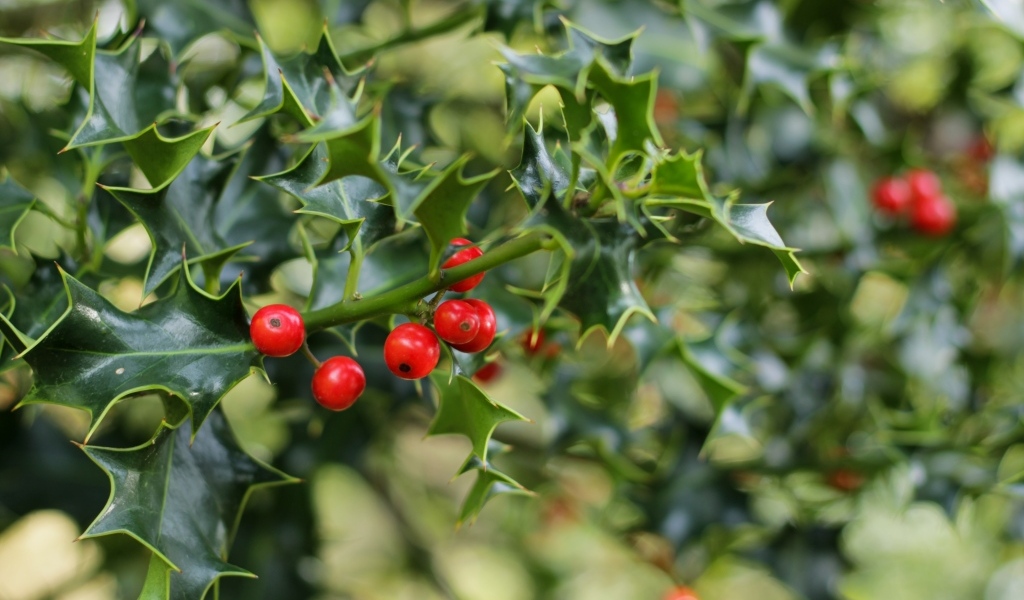 Красные ягоды на ветке с зелеными листьями