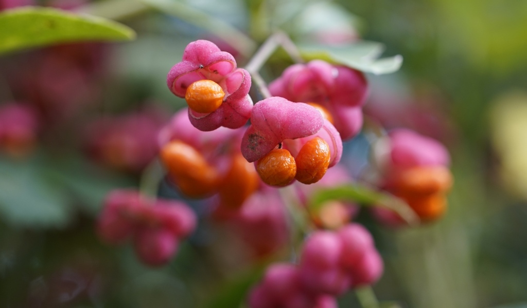 Красные ягоды на кустарнике бересклет