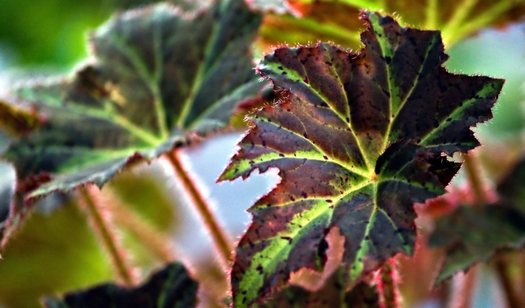 Красные листья комнатного цветка бегонии