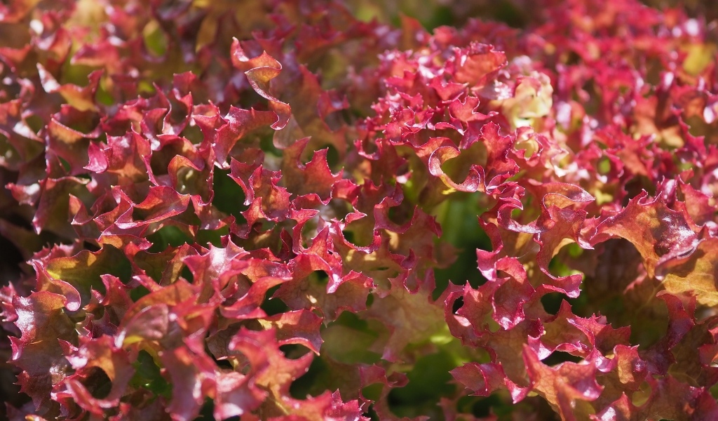 Красные листья салата латук
