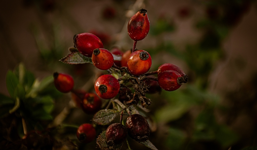 Красные ягоды шиповника на ветке