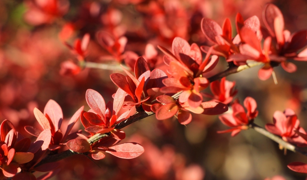 Мелкие красные листья на ветке крупным планом